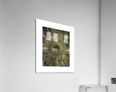 thistle Acrylic Print