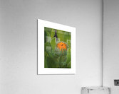 calendula Acrylic Print