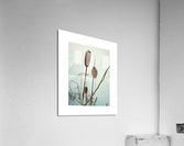 wintercattails Acrylic Print
