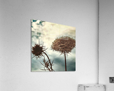 conversationsatdusk Acrylic Print