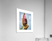 magnolia Acrylic Print