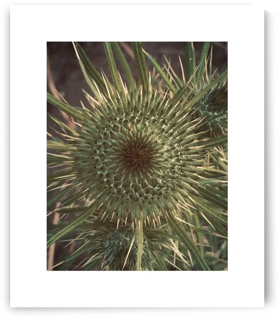 thistle by Trippingontrauma