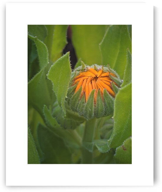 calendula by Trippingontrauma