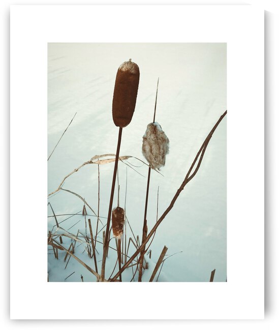 wintercattails by Trippingontrauma