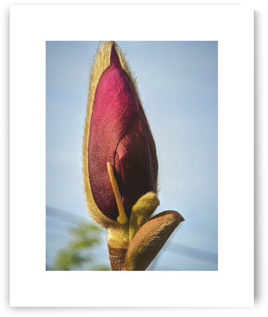 magnolia by Trippingontrauma