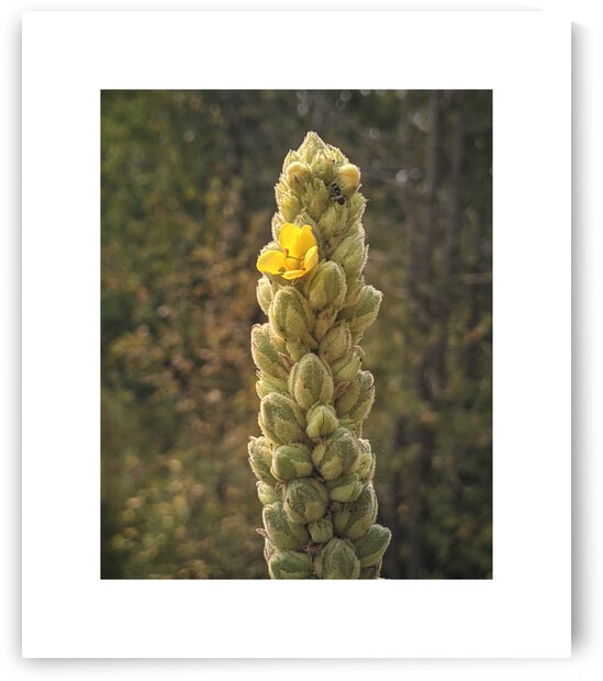 mullein by Trippingontrauma