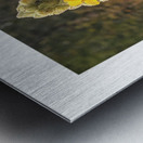 mullein Metal print