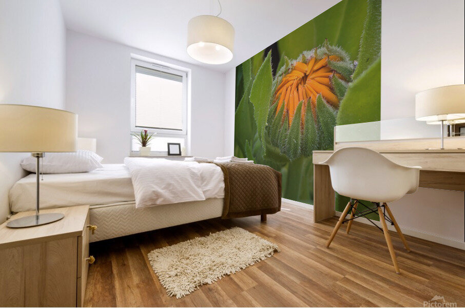 calendula Mural print