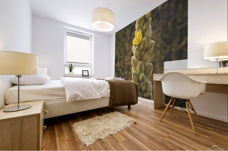 mullein Mural print