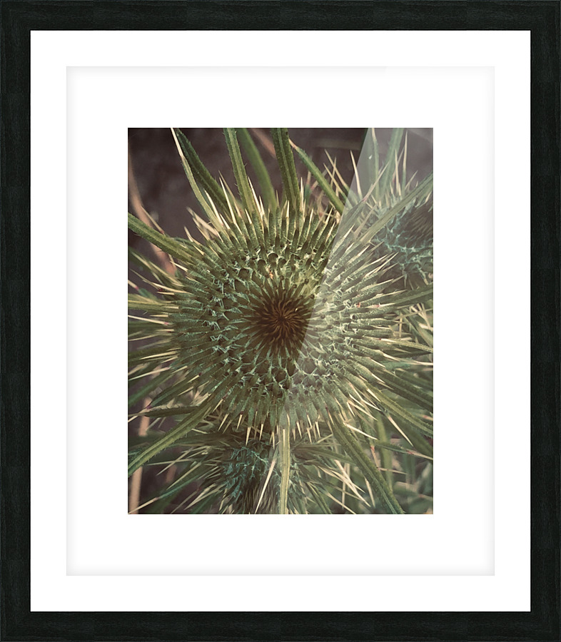thistle Picture Frame print