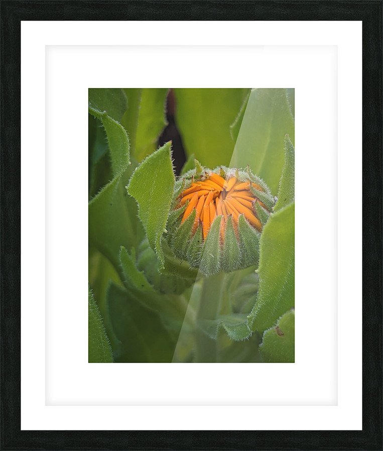 calendula Picture Frame print