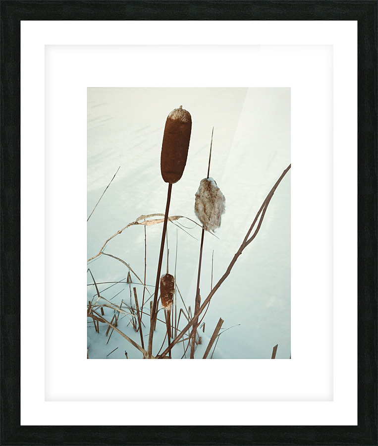 wintercattails Picture Frame print