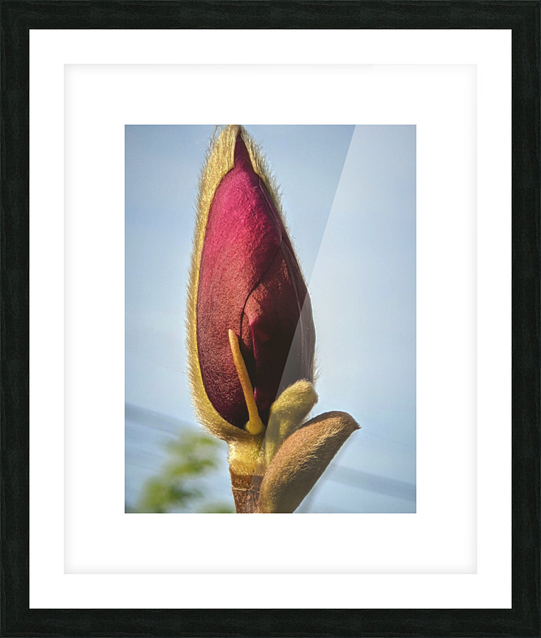 magnolia Picture Frame print