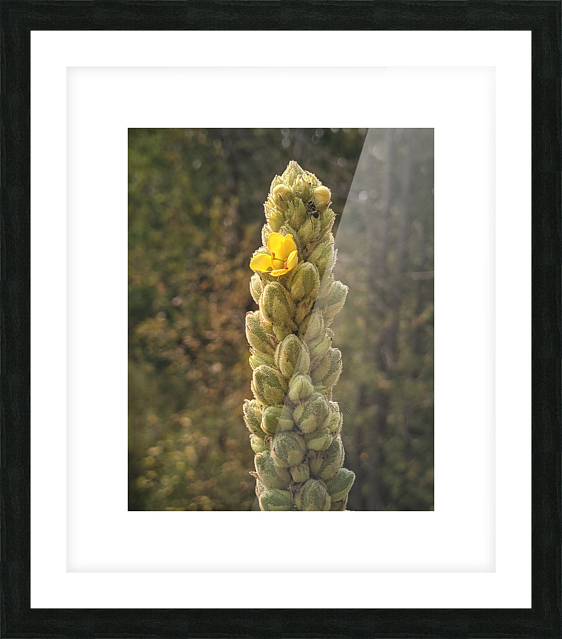 mullein Picture Frame print