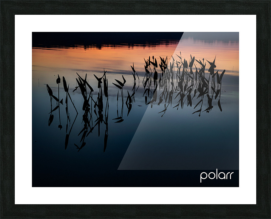 WATEROFFADUCKSBACK Picture Frame print