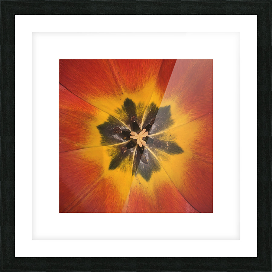 TULIP Picture Frame print