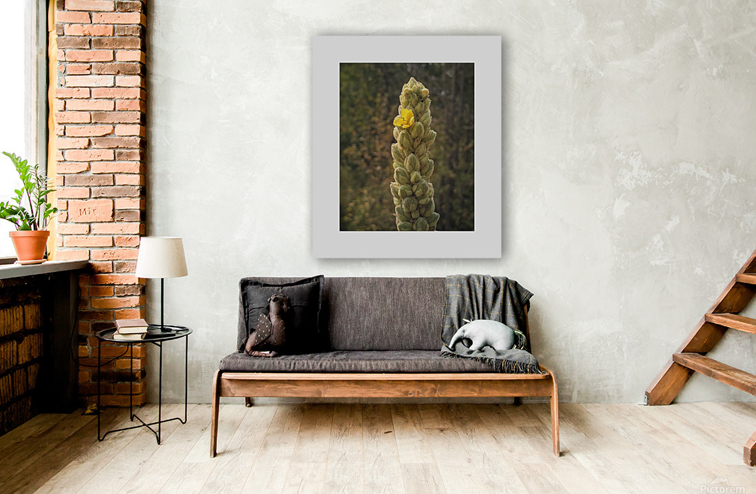 mullein Reproduction