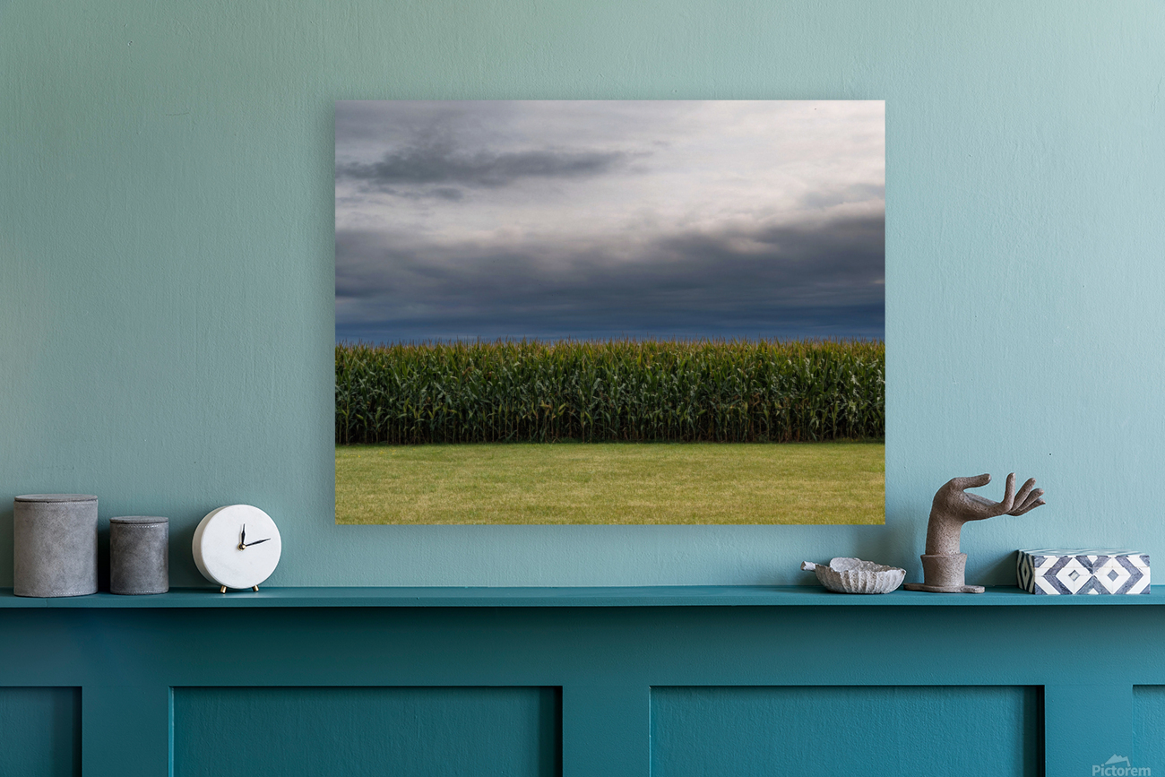 dreamsoffields Reproduction