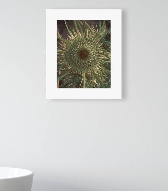 thistle by Trippingontrauma