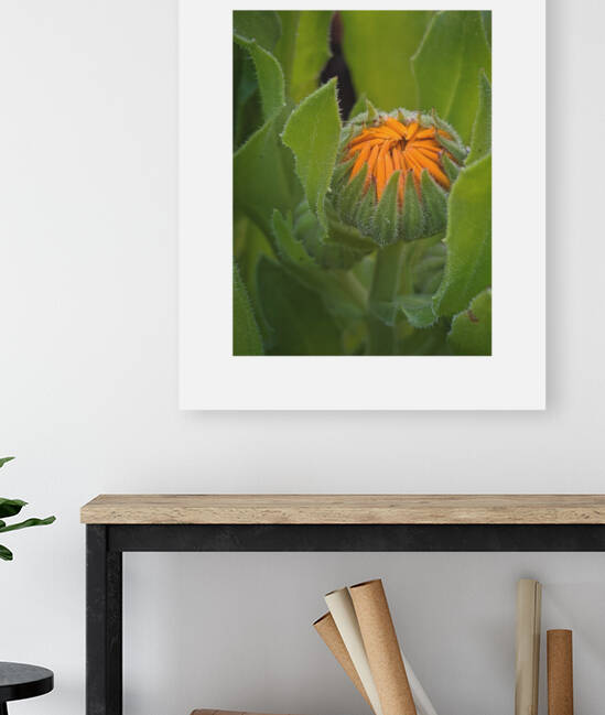 calendula by Trippingontrauma