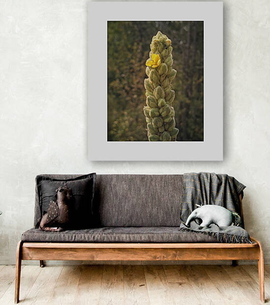 mullein by Trippingontrauma