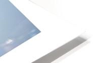 magnolia HD Metal print