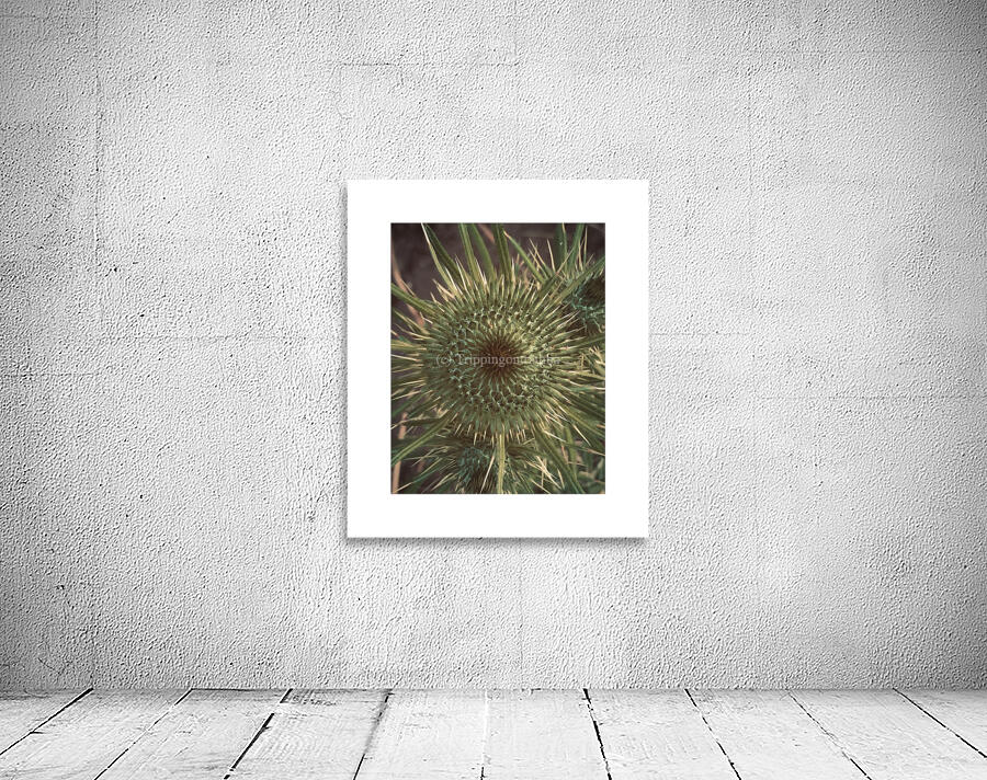 thistle Wall Preview