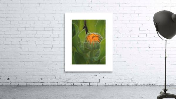 calendula Wall Preview