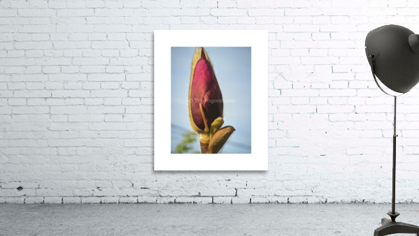 magnolia Wall Preview
