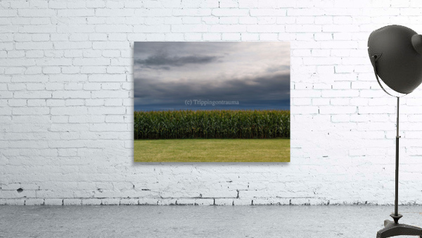 dreamsoffields Wall Preview