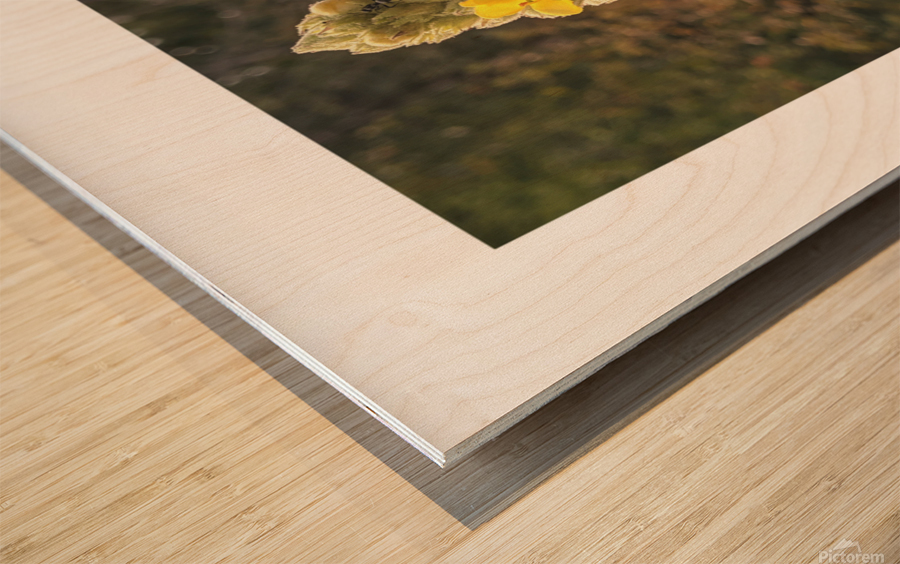 mullein Wood print