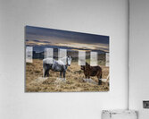 Dartmoor Ponies Devon Acrylic Print