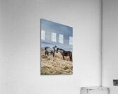 Dartmoor Ponies Acrylic Print