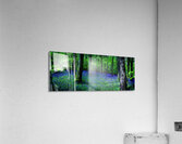 Bluebell Wood Devon. Acrylic Print