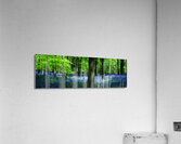 Bluebell Wood Devon Acrylic Print