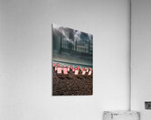 Deckchairs Beer Beach Devon Acrylic Print