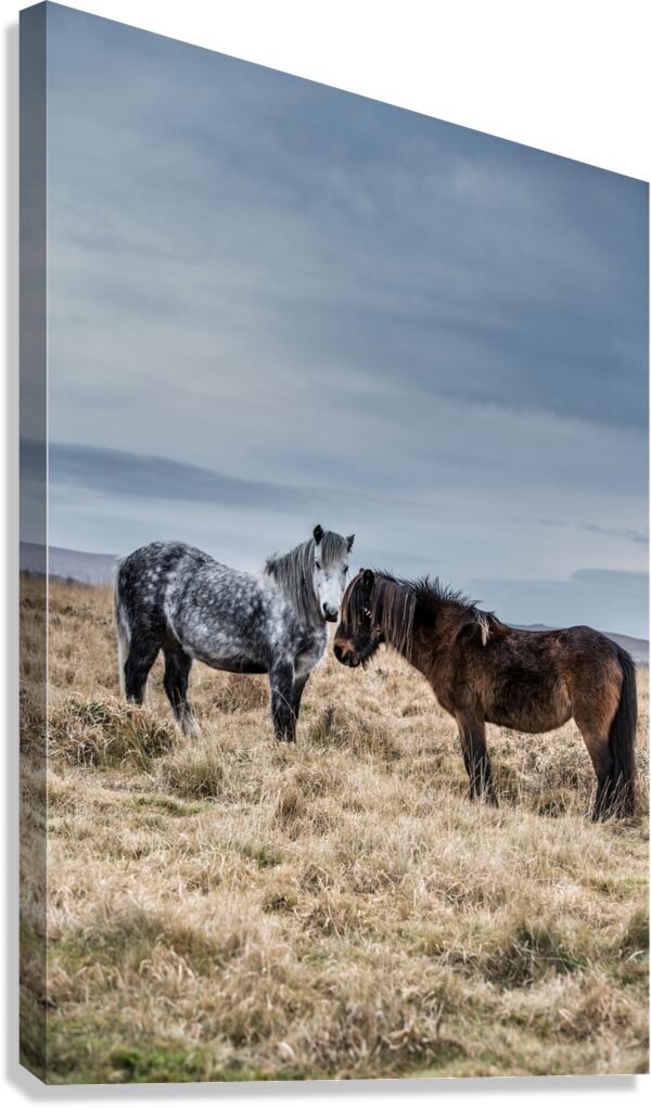Dartmoor Ponies Canvas Print