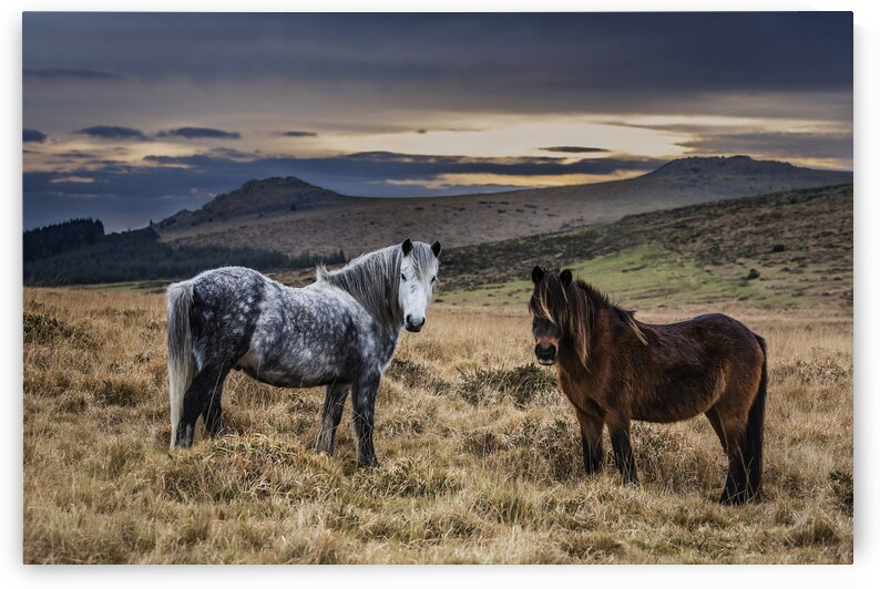 Dartmoor Ponies Devon by maggie mccall