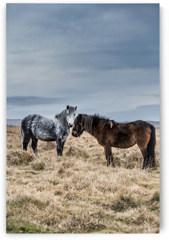 Dartmoor Ponies by maggie mccall