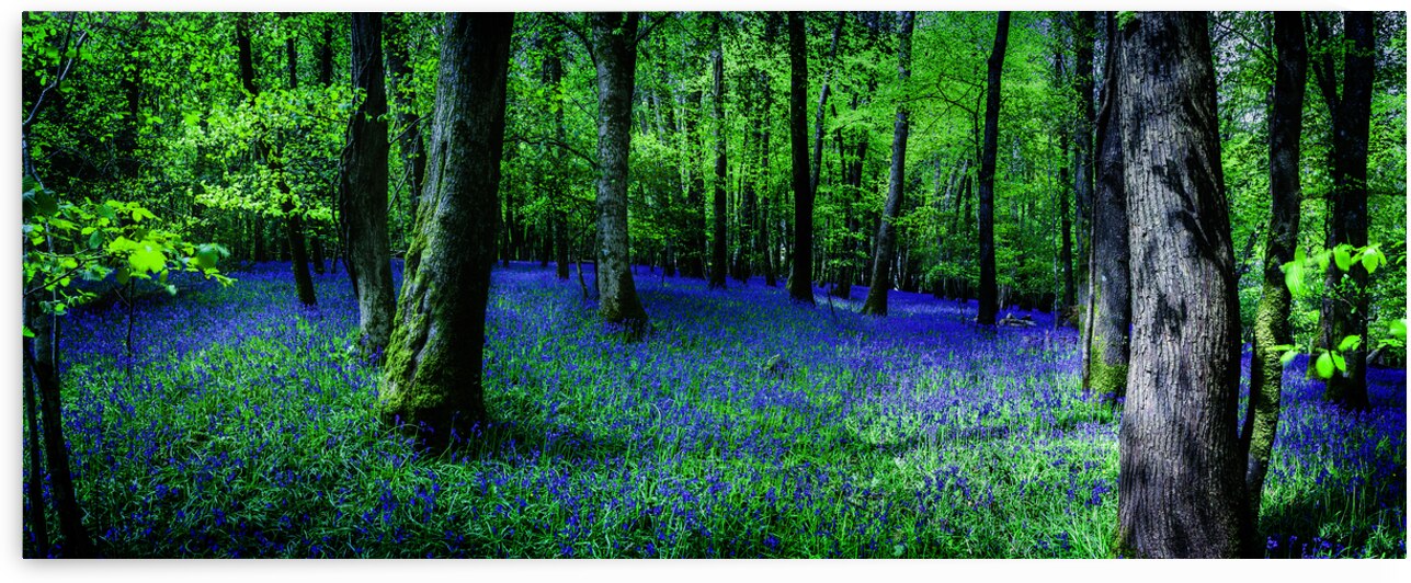 Bluebell Wood Devon. by maggie mccall