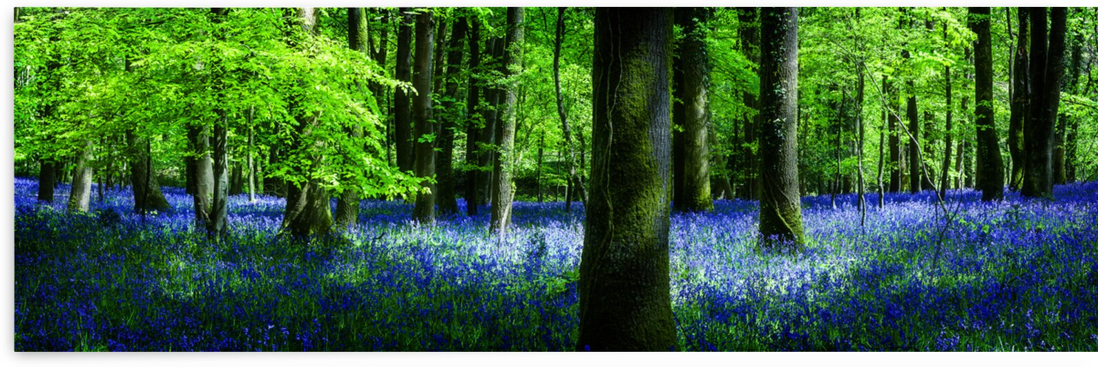 Bluebell Wood Devon by maggie mccall