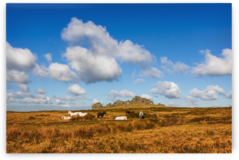 Hound Tor Dartmoor Devon by maggie mccall