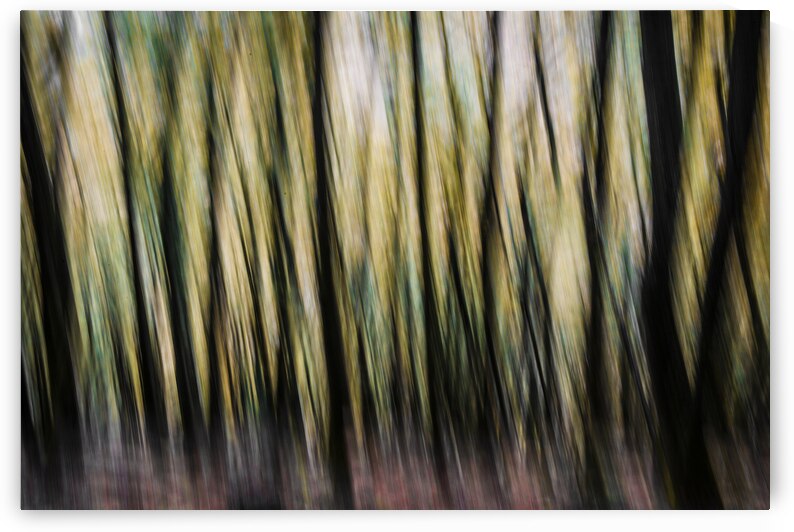 Autumn Trees Abstract Devon by maggie mccall