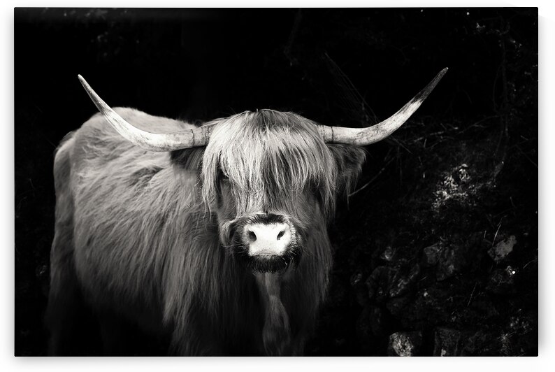 Highland Cow Dartmoor by maggie mccall