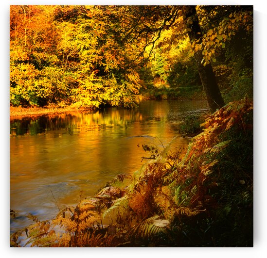 Tamar River Tavistock Devon by maggie mccall