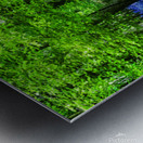 Bluebell Wood Devon Metal print