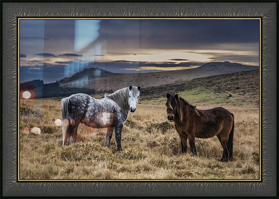 Dartmoor Ponies Devon Picture Frame print