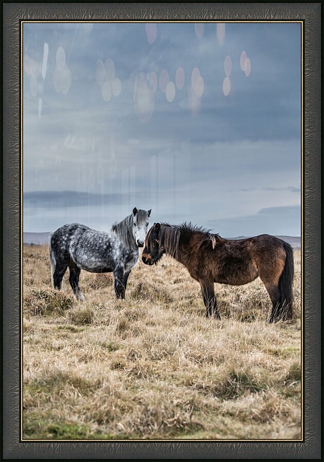 Dartmoor Ponies Picture Frame print