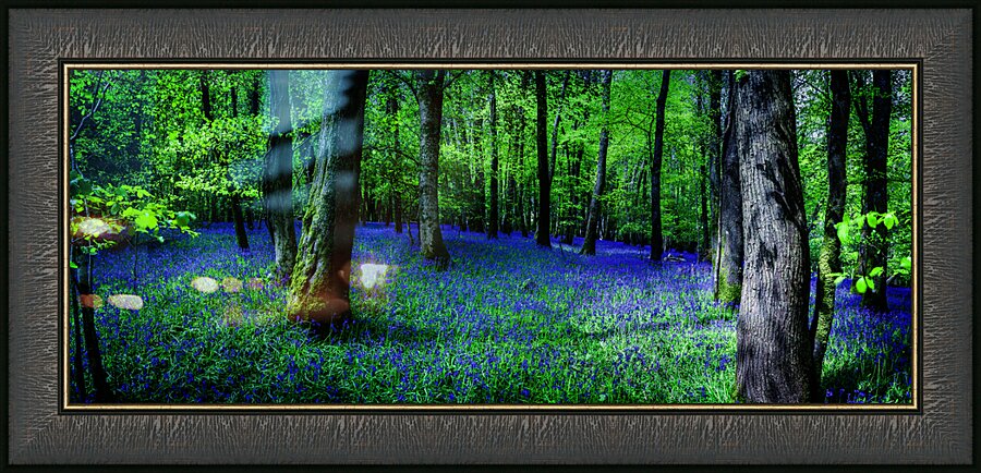 Bluebell Wood Devon. Picture Frame print