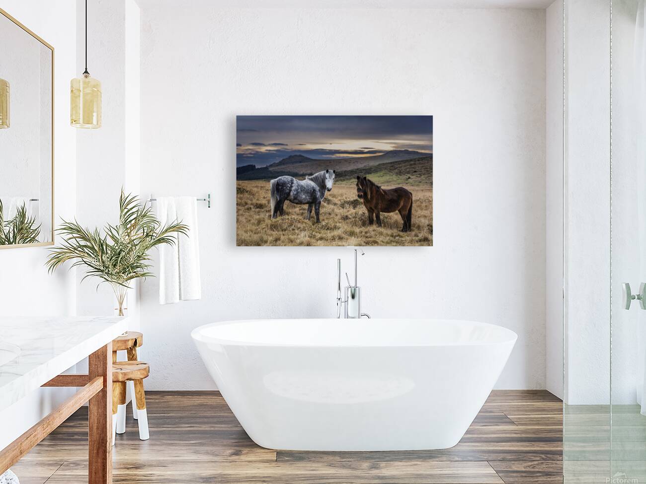 Dartmoor Ponies Devon Reproduction